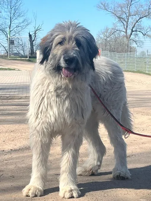 Finja - Mioritic zur Adoption