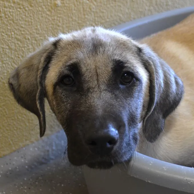 Aylin - kangal-mix zur Adoption