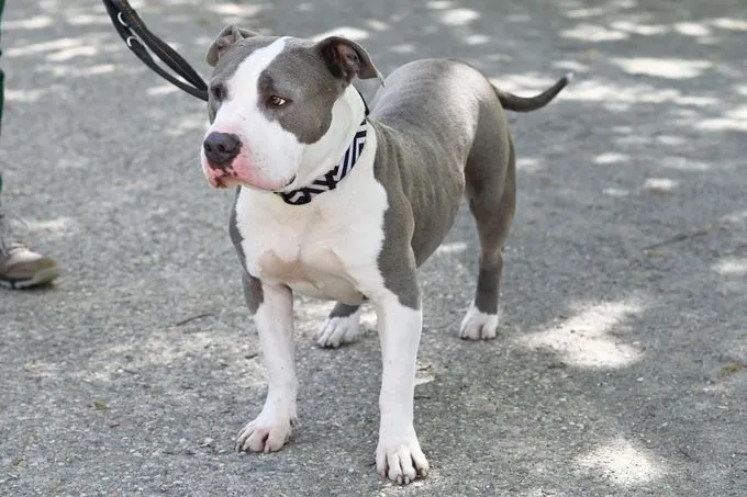 Dog from shelter, Shawn | Staffordshire Mix Female