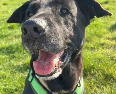 Dog from shelter, Atschi | Labrador Mix Male