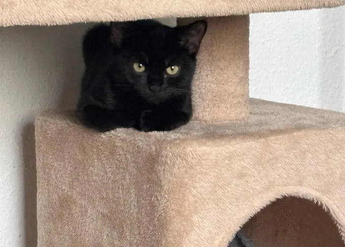 BlackyBoy - ekh zur Adoption