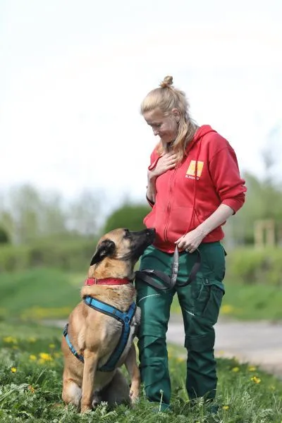 Dog from shelter, Joker | Malinois Male