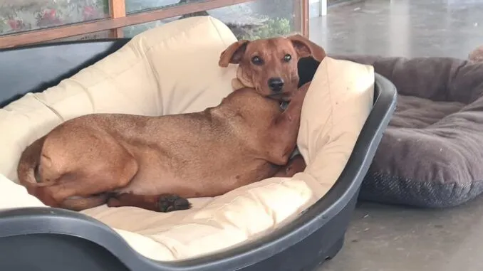Dog from shelter, Lotte | Rotbraun Deutscher Pinscher Female