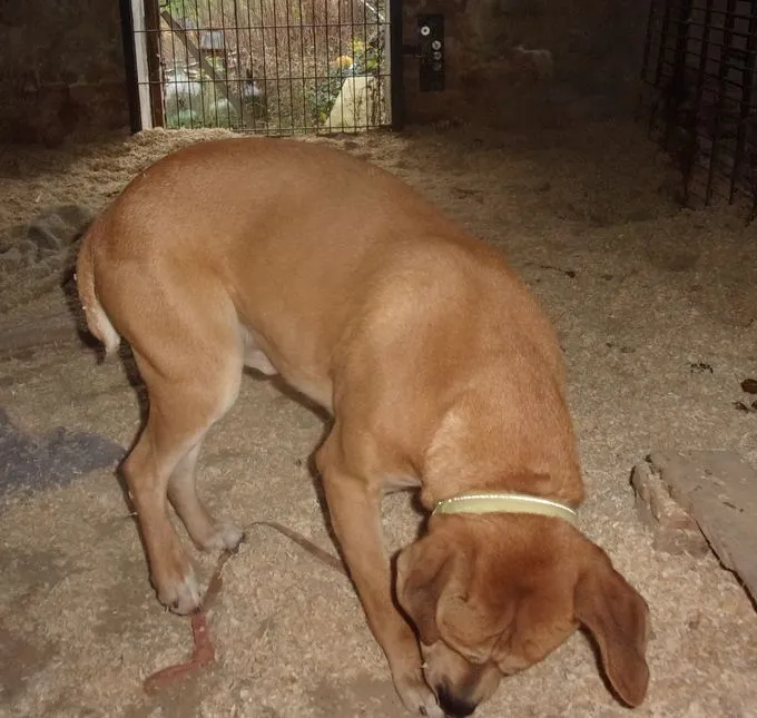 Dog from shelter, Rex | Beige Rex Male