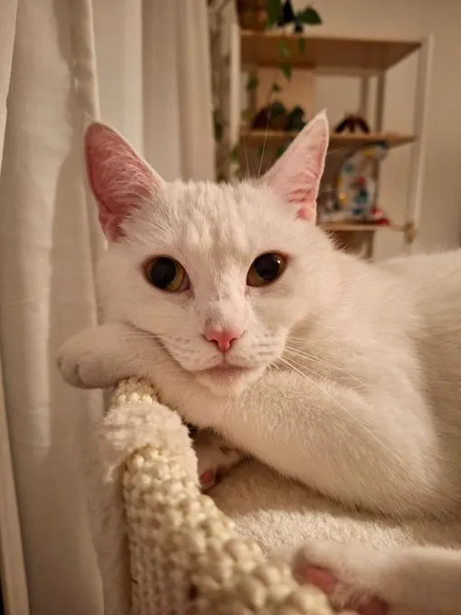 Cat from shelter, Mila | Weiß Europäische Hauskatze Female