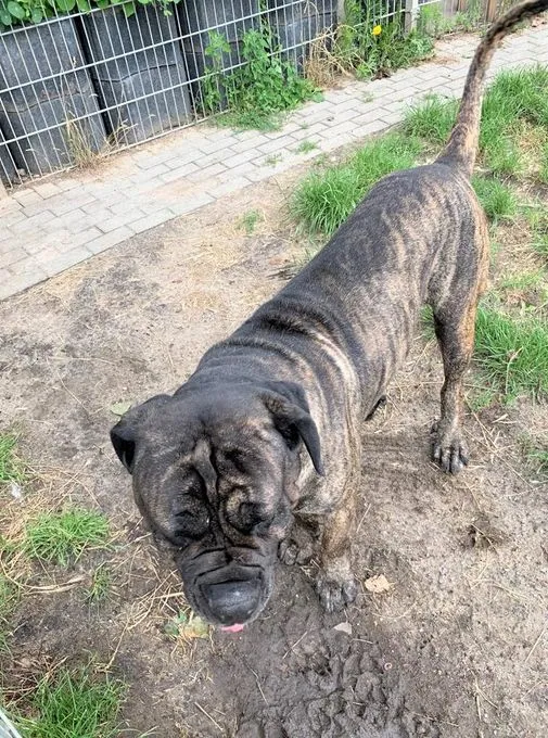 Dog from shelter, Dante | Mastino Mix Male