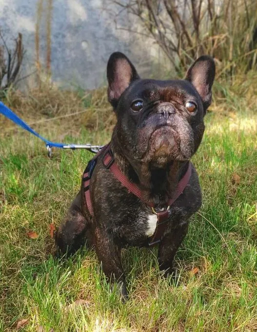Nokart - Französische Bulldogge zur Adoption