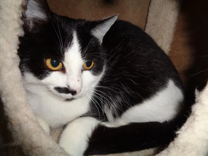 Cat from shelter, Stella | Schwarz Weiß Europäisch Kurzhaar Female