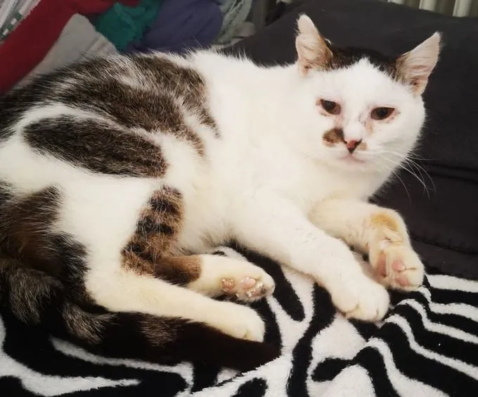 Barry - ekh zur Adoption