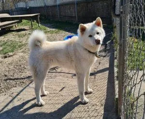 Dog from shelter, Haschiko | Akita Inu Mischling Male