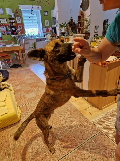 Dog from shelter, Akelo | Mali Mix Male