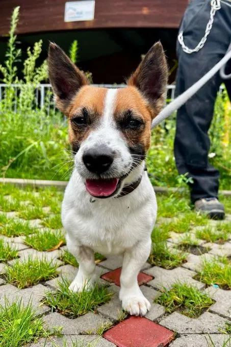 Hund aus Tierheim, Benny | Trico Jack Russel Terrier Männlich