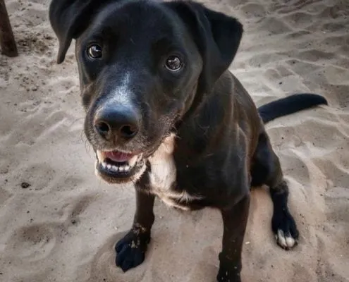 Dog from shelter, Timy | Labrador Mix Male