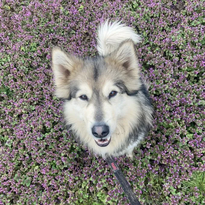 Dog from shelter, Timba | Husky Mix Male