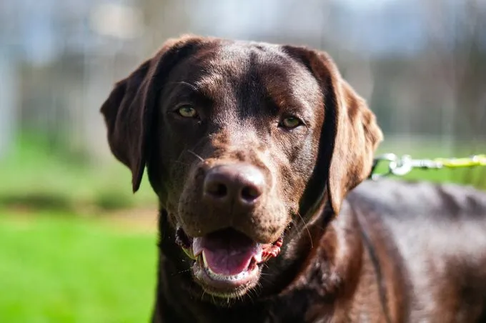 Hund aus Tierheim, Lani | Braun Labrador Weiblich