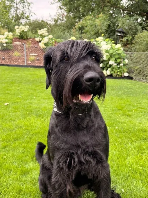 Dino - riesenschnauzer zur Adoption