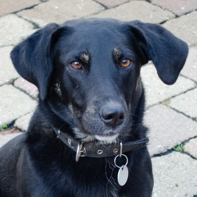 Hund aus Tierheim, Mitzi | Schwarz Mischling Weiblich
