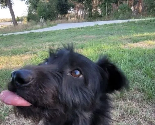Dog from shelter, Paula | Terrier Mix Female