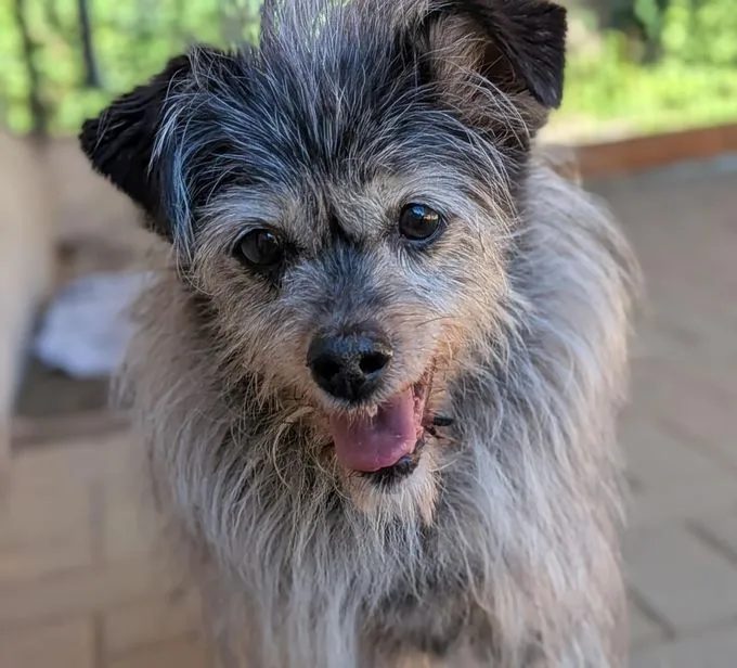 Einstein - mischling zur Adoption