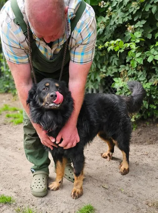 Dog from shelter, Ares | Schwarz Braun Berner Sennenhund Schäferhund Mix Male