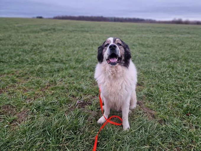 Dog from shelter, Admiral | Mix Male