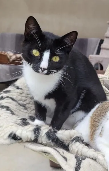 Wanja - EKH zur Adoption
