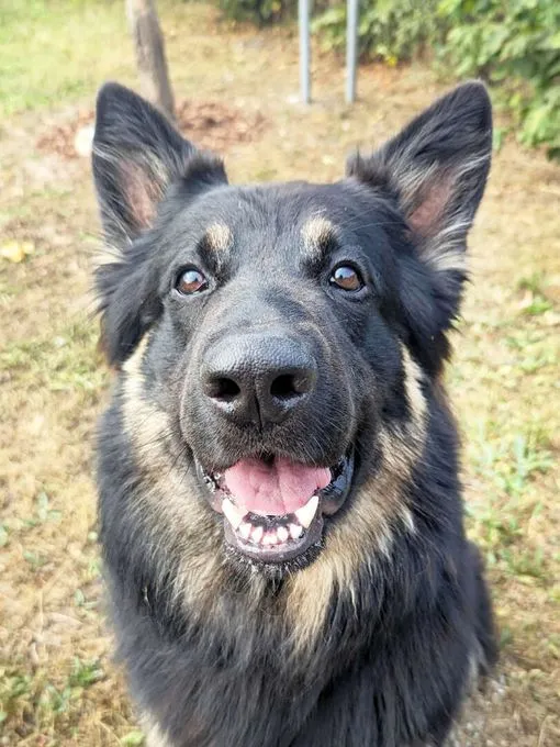 Dog from shelter, Gero | Deutscher Schäferhund Male