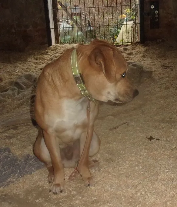 Dog from shelter, Rex | Beige Rex Male