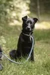 Dog from shelter, Lino | Schwarz Mischling Male