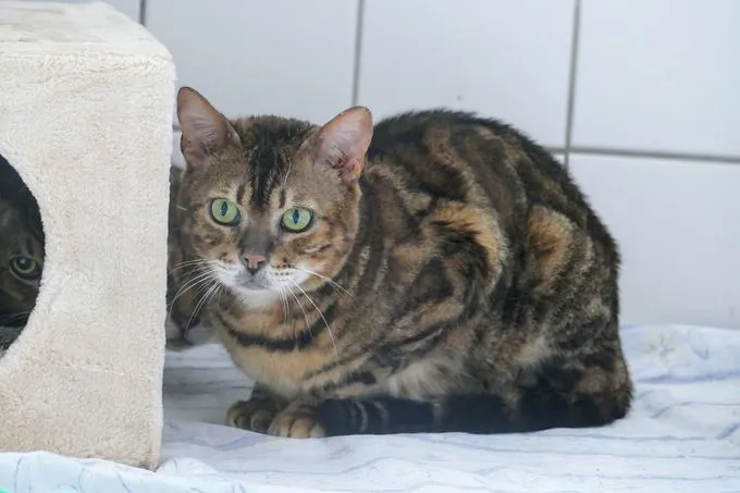 Katze aus Tierheim, Bengal | Braun Schwarz Bengal Männlich