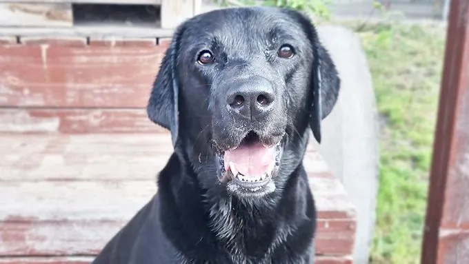 Balu - labrador zur Adoption