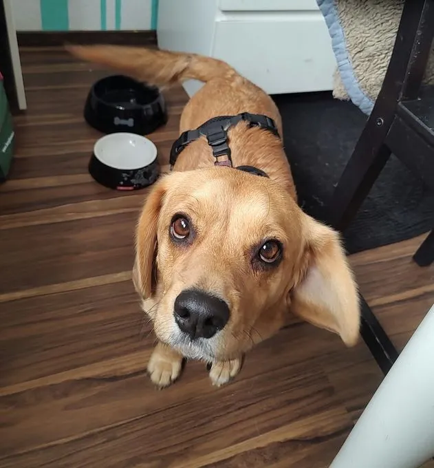 Mazli - beagle-mix zur Adoption