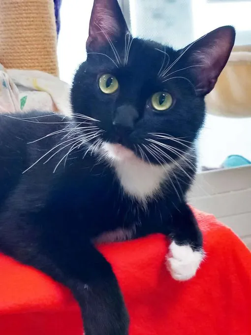 Katze aus Tierheim, Lonnie | Ekh Weiblich
