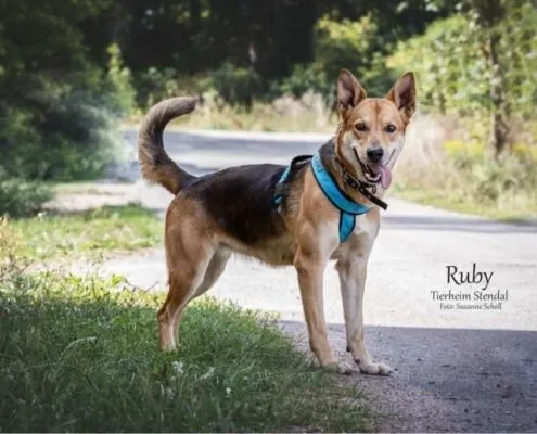 Dog from shelter, Ruby | Dsh Mix Female