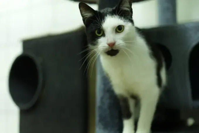 Cat from shelter, Kniesel | Schwarz Weiß Ehk Male