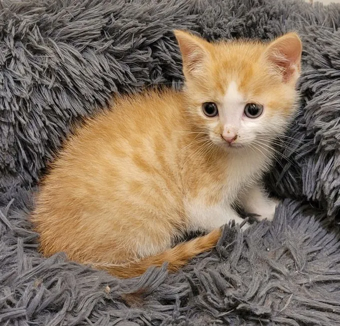 Cat from shelter, Pauli | Rot Getigert Ekh Male