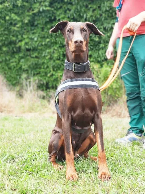 Dog from shelter, Toffi | Dobermann Female