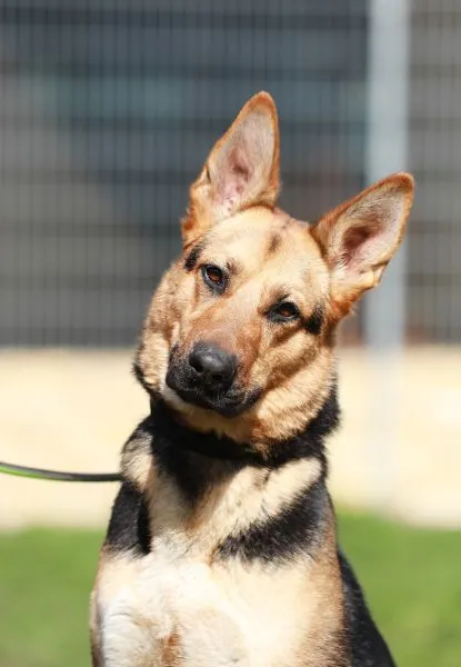 Dog from shelter, Claire | Schäferhund Mix Female