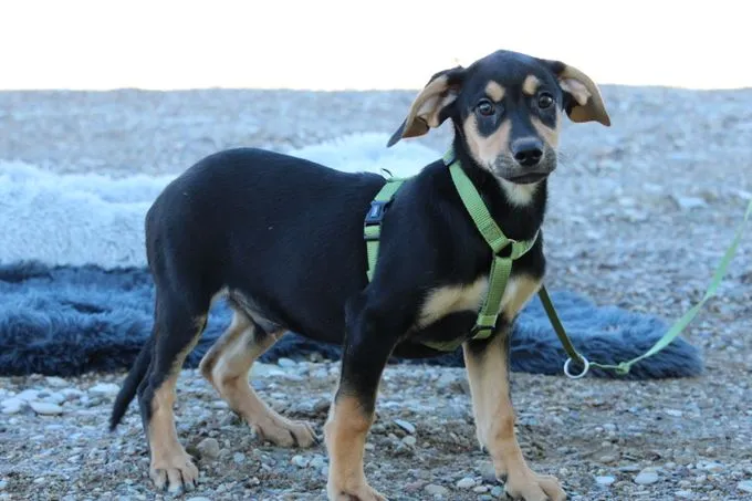 Alani - Mischling zur Adoption