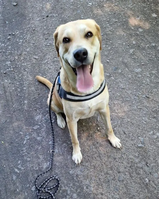 Hund aus Tierheim, Quincy | Labrador Mix Männlich