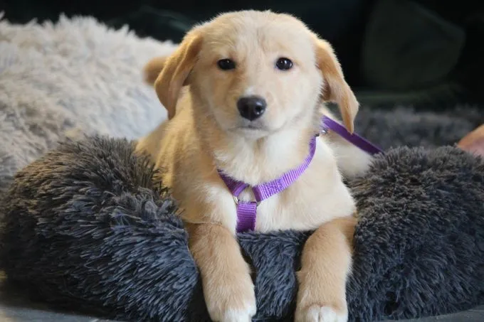 Bella - Mix zur Adoption