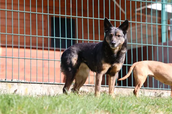 Dog from shelter, Lulu | Braun Schwarz Mischling Female