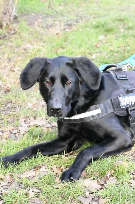 Dog from shelter, Clara | Labrador Retriever Mix Female