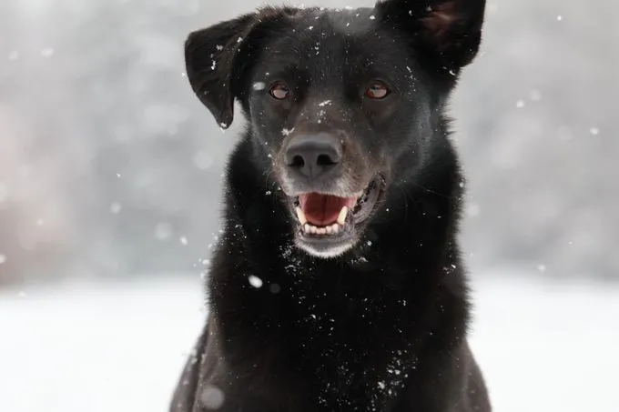 Benny - Mischling zur Adoption