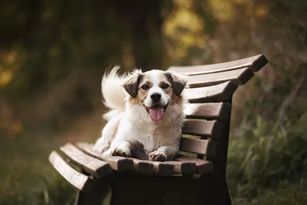 Hund aus Tierheim, Rufus | Weiß Beige Mischling Männlich
