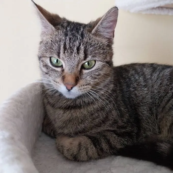 Shanti - ekh zur Adoption