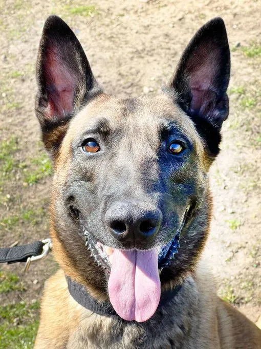 Dog from shelter, Nacho | Belgischer Schäferhund Female