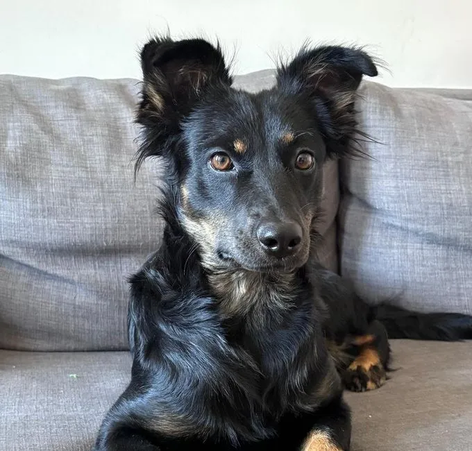 Xenia - mischling zur Adoption