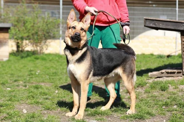 Dog from shelter, Claire | Schäferhund Mix Female