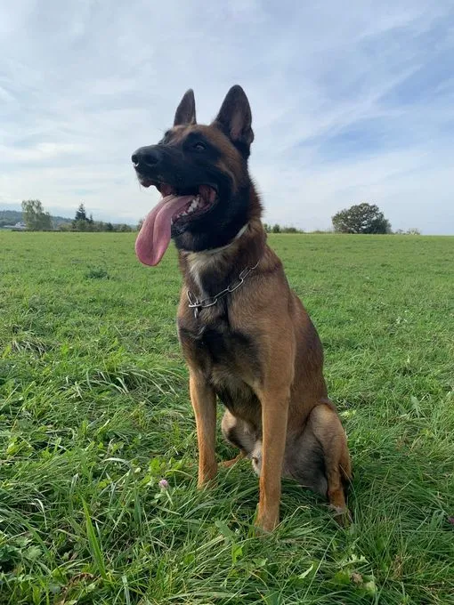 Hund aus Tierheim, Rambo | Braun Malinois Männlich
